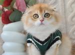 Eclair - Scottish Fold Kitten For Sale - Hollywood&comma; FL&comma; US