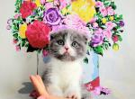 Scottish Fold female - Scottish Fold Cat For Sale - Edgewood&comma; WA&comma; US