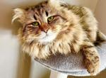 Boris - Siberian Cat For Sale/Retired Breeding - Belchertown&comma; MA&comma; US