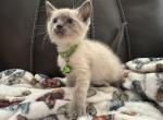 Roger - Siamese Kitten For Sale - Plainfield&comma; IN&comma; US