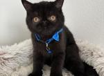 Catalino - Exotic Cat For Sale - Roseville&comma; CA&comma; US
