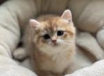 Dylan - British Shorthair Kitten For Sale - Bensalem&comma; PA&comma; US