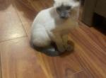Cats - Siamese Kitten For Sale - Barre&comma; MA&comma; US