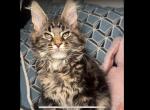 Samantha - Maine Coon Cat For Sale - Hollywood&comma; FL&comma; US