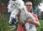 My love - Maine Coon Cat For Sale - Los Angeles&comma; CA&comma; US