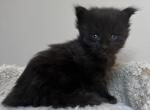 PANTHER - Maine Coon Kitten For Sale - Bethlehem&comma; PA&comma; US