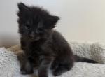 MISTY - Maine Coon Kitten For Sale - Bethlehem&comma; PA&comma; US