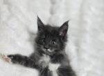 Jelly Bean - Maine Coon Kitten For Sale - Elk Grove&comma; CA&comma; US