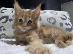 Sparrow POLYDACTYL 6 toes on all 4 PAWS - Maine Coon Kitten For Sale - Elk Grove&comma; CA&comma; US