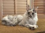 Chloe maine coon girl spayed - Maine Coon Cat For Sale - CA&comma; US