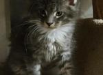 Teki - Maine Coon Kitten For Sale - Jamesville&comma; NY&comma; US