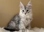 Dreamcatcher Mainecoon boy silver striped - Maine Coon Kitten For Sale - CA&comma; US