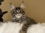 Tigerlily Mainecoon girl brown tabby - Maine Coon Kitten For Sale - CA&comma; US