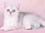 Umai - British Shorthair Kitten For Sale - Pembroke Pines&comma; FL&comma; US
