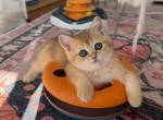 Bri Archi - British Shorthair Kitten For Sale - New York&comma; NY&comma; US
