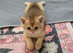Bri Dasha - British Shorthair Kitten For Sale - New York&comma; NY&comma; US