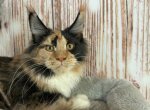 Soledad - Maine Coon Cat For Sale - Brighton&comma; CO&comma; US