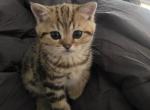 Oliver - Scottish Straight Kitten For Sale - Naperville&comma; IL&comma; US
