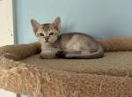 Casper from Caitlin - Singapura Kitten For Sale - Mocksville&comma; NC&comma; US