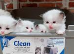 Ragdoll Kittens Reservation - Ragdoll Kitten For Sale - Las Vegas&comma; NV&comma; US