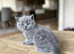 British Shorthair Blue kittens Fall 25 - British Shorthair Kitten For Sale - Woodland Park&comma; CO&comma; US