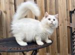 Snowball Male kitten - Ragdoll Cat For Sale - Beach Park&comma; IL&comma; US