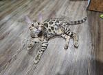 READY NOW TICA brown rosetted Bengal male - Bengal Kitten For Sale - Daytona Beach&comma; FL&comma; US