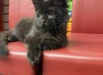 Toby - Maine Coon Kitten For Sale - Atlanta&comma; GA&comma; US