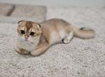 Scottish fold  orange 2 - Scottish Fold Cat For Sale - Helotes&comma; TX&comma; US