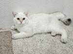 Brittesh Shorthair - British Shorthair Cat For Sale - Helotes&comma; TX&comma; US