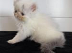 Ansley - Persian Kitten For Sale - Callahan&comma; FL&comma; US