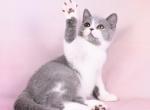 British Shorthair Blue bicolor - British Shorthair Kitten For Sale - Hollywood&comma; FL&comma; US