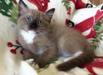 Sir Manchester - Ragdoll Kitten For Sale - Los Angeles, CA, US
