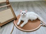 Bagel - British Shorthair Cat For Sale - Staten Island&comma; NY&comma; US