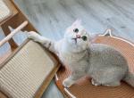 Orange - British Shorthair Cat For Sale - Staten Island&comma; NY&comma; US
