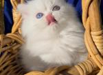 Beautiful White dollface persian female - Persian Kitten For Sale - CA&comma; US