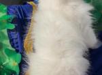 Beautiful White dollface persian female - Persian Kitten For Sale - San Jose&comma; CA&comma; US