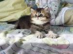 Taco - Minuet Kitten For Sale - Staten Island&comma; NY&comma; US