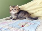 Max - Minuet Kitten For Sale - Staten Island&comma; NY&comma; US
