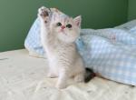 Bella - British Shorthair Kitten For Sale - Staten Island&comma; NY&comma; US