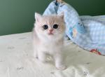 Rosemary - British Shorthair Kitten For Sale - Staten Island&comma; NY&comma; US