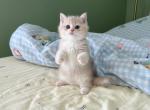 sugar - British Shorthair Kitten For Sale - Staten Island&comma; NY&comma; US