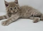 Churu POLYDACTYL - Maine Coon Kitten For Sale - Elk Grove&comma; CA&comma; US