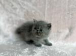 Kinoko - Exotic Kitten For Sale - Lexington&comma; KY&comma; US