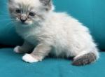 SAMMY - Ragdoll Kitten For Sale - Bethlehem&comma; PA&comma; US
