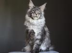 Balu - Maine Coon Cat For Sale - 