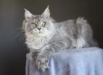Marzipan Polydactyl - Maine Coon Cat For Sale - Los Angeles&comma; CA&comma; US