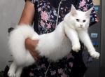 Assol Odd eyes - Maine Coon Cat For Sale - Los Angeles&comma; CA&comma; US