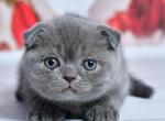 Farik - Scottish Fold Kitten For Sale - Los Angeles&comma; CA&comma; US