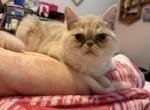 Gato - Exotic Cat For Adoption - Sunderland&comma; MA&comma; US